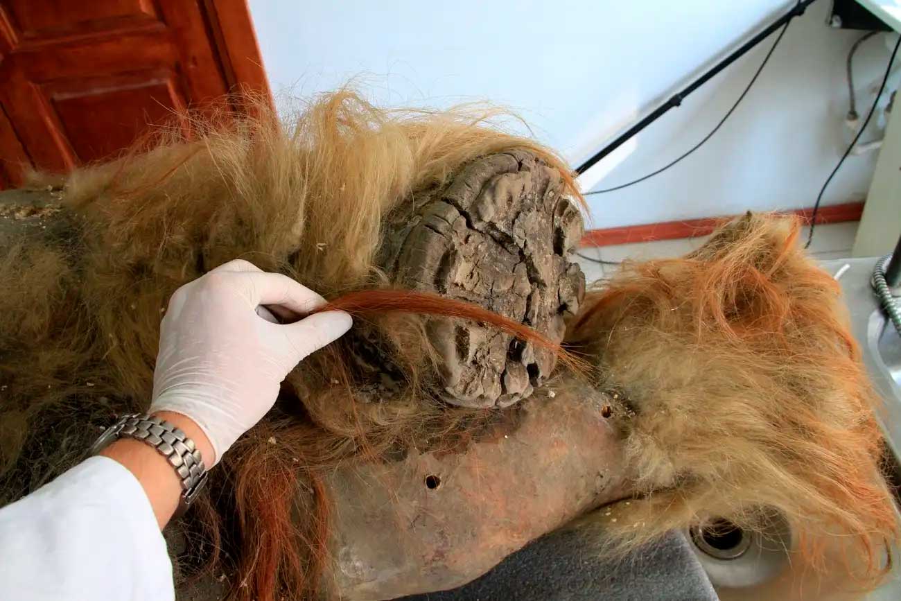 Мамонтенок Юка — мумия молодого мамонта. Это одна из наиболее хорошо сохранившихся мумий мамонта — у нее сохранились кожа, шерсть, части мозга и другие ткани, а недавно из ее мышечной ткани секвенировали древнейшую РНК / © Love Dalen