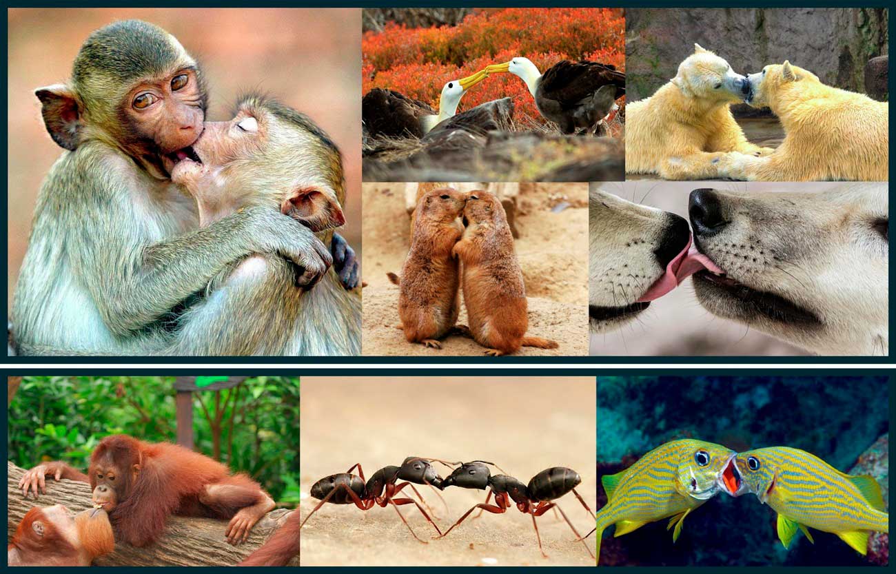 Представители животного мира во время поцелуя / © Matilda Brindle