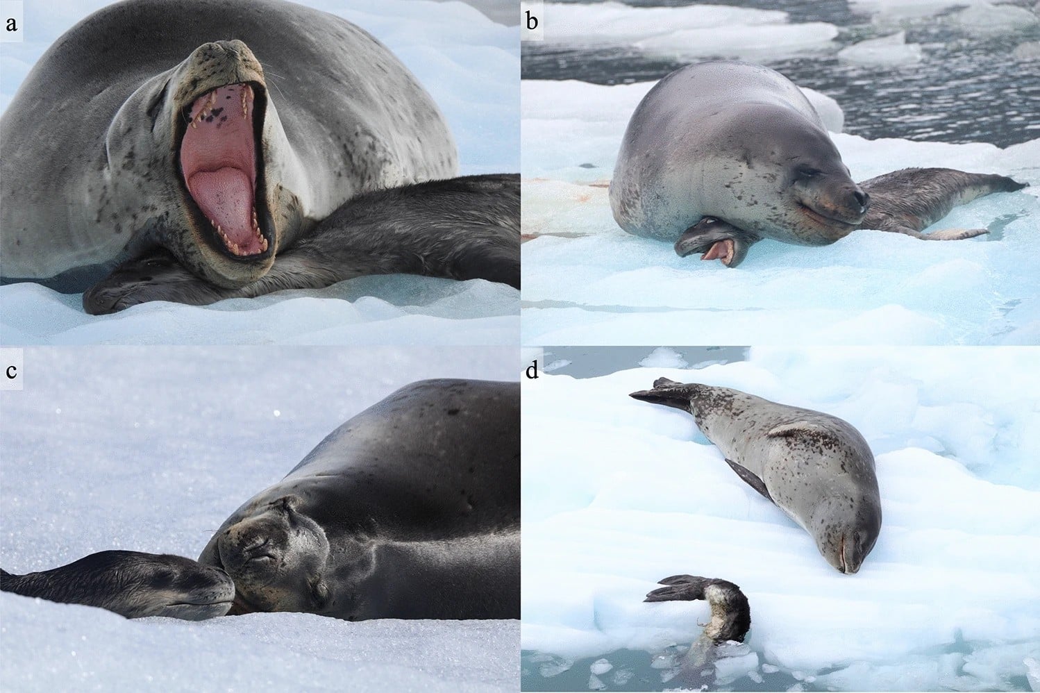 Посмертное заботливое поведение самок морского леопарда / © Sperou et al.