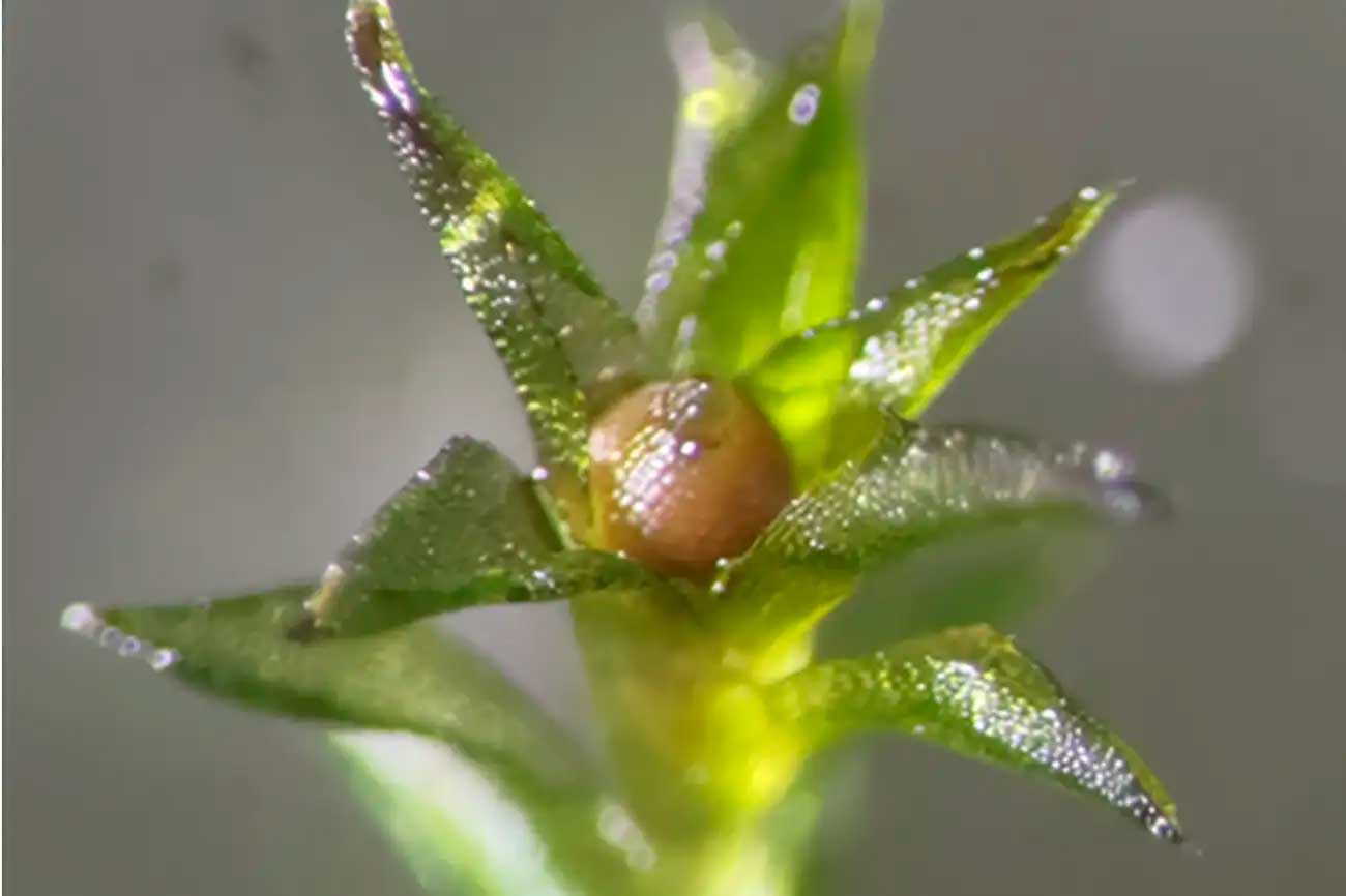 Этот мох вырос из споры, которая находилась в открытом космосе девять месяцев / © Tomomichi Fujita