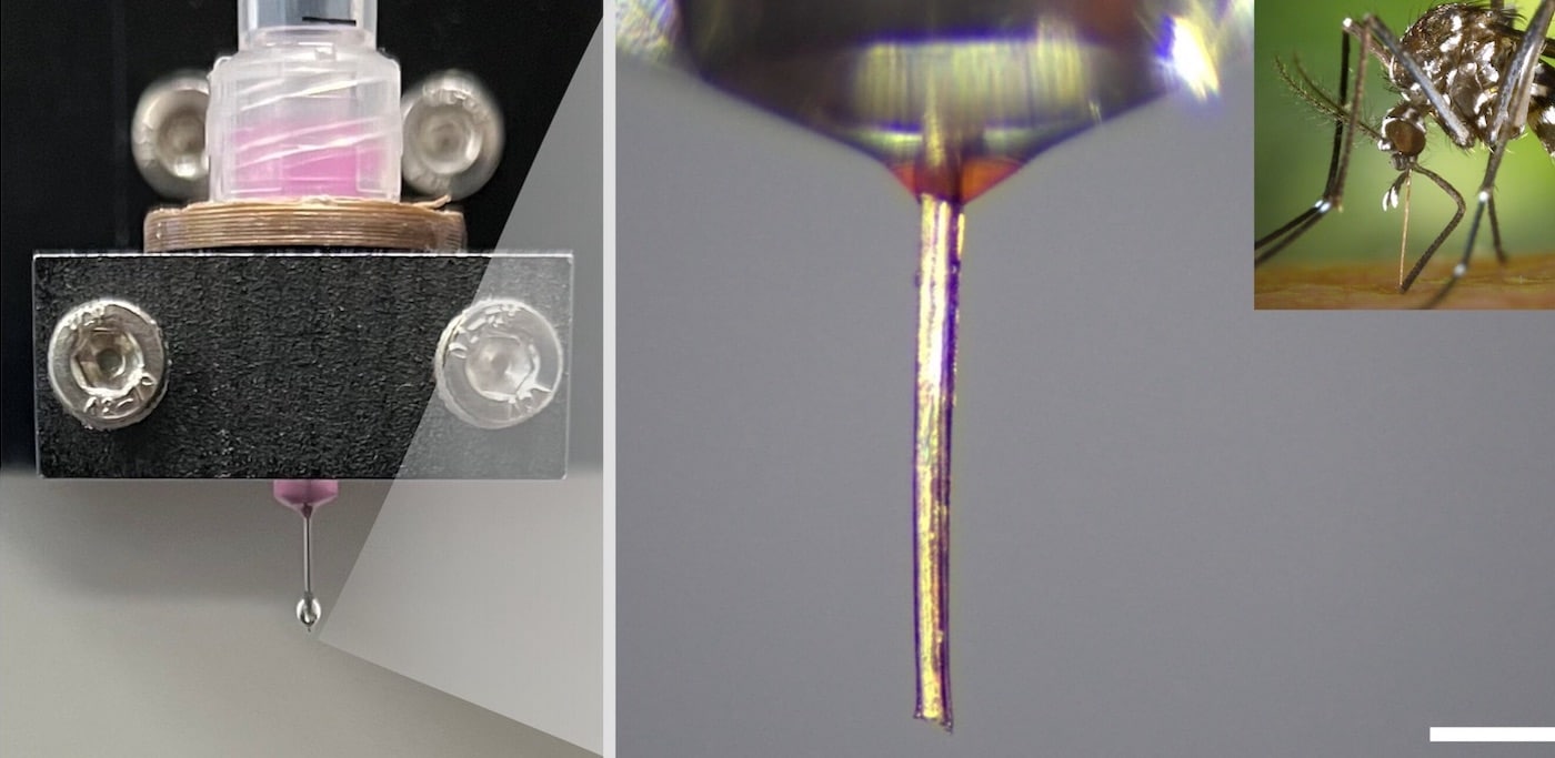 Фото комариного хоботка, в качестве сопла для 3D-некропечати / © Science Advances (2025). DOI: 10.1126/sciadv.adw9953