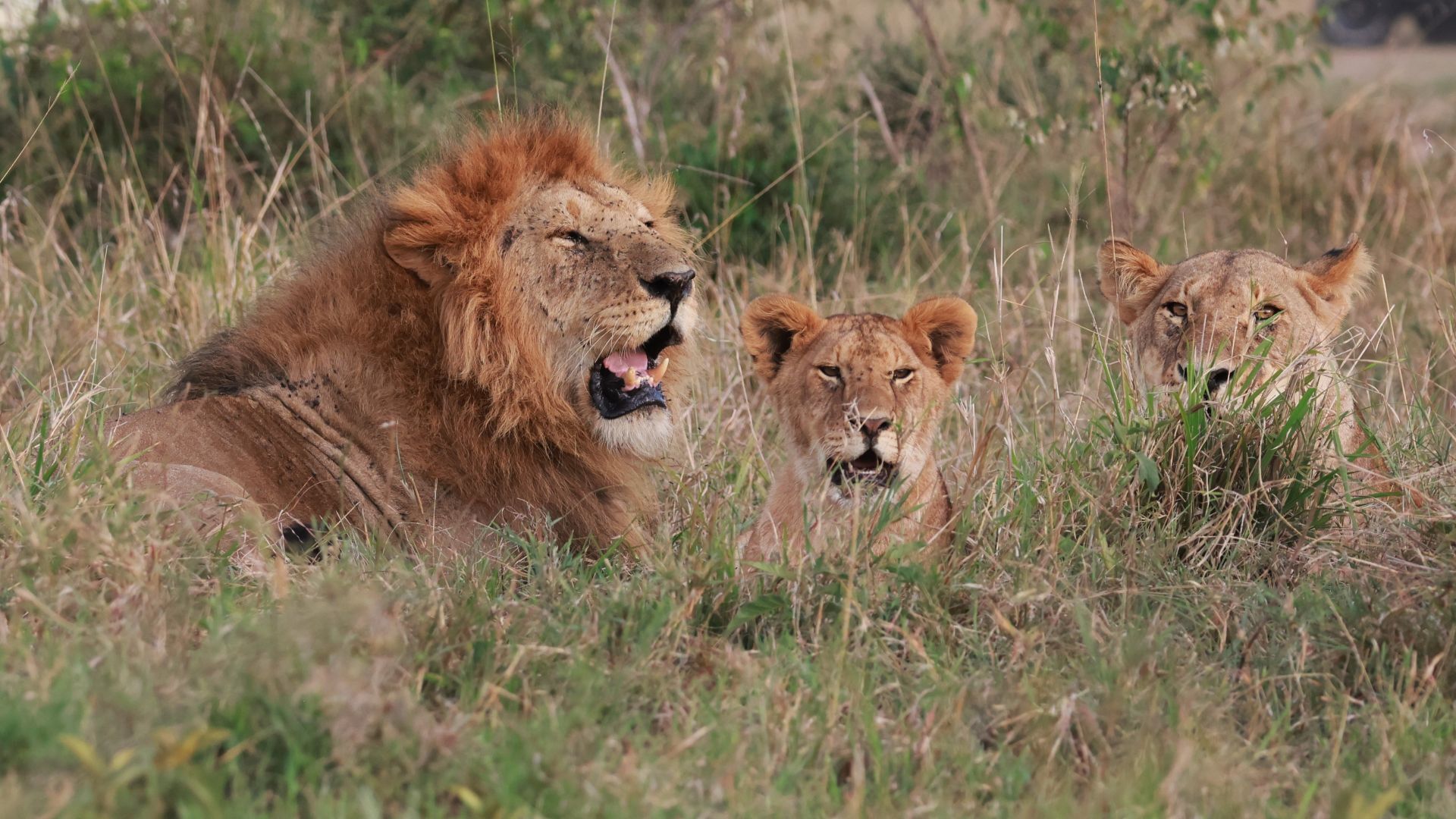 Лев в заповеднике Масаи Мара в Кении / © joseluisblazquez