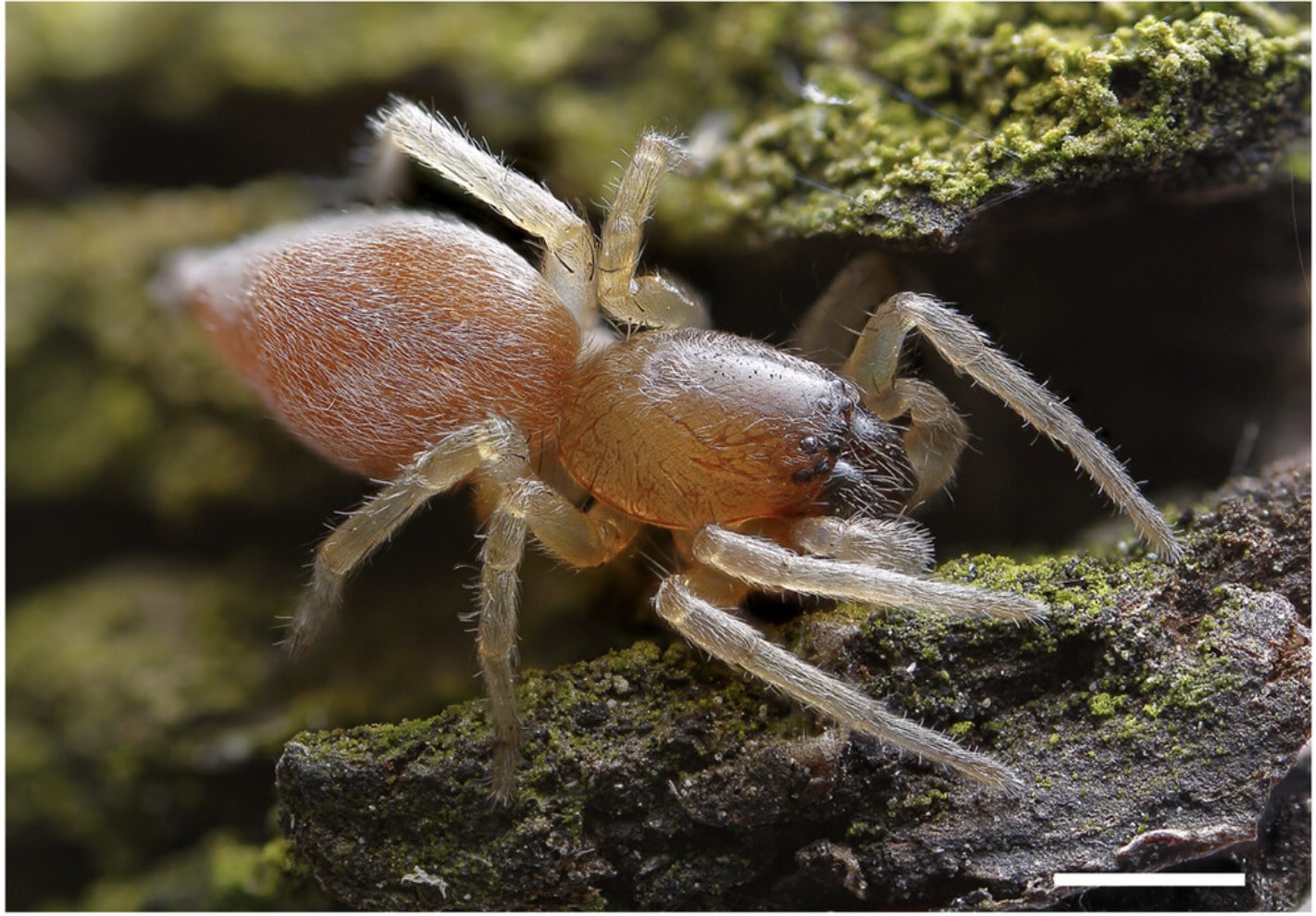 Паук-мешконосец рода Clubiona  / © FEBS Journal (2025)