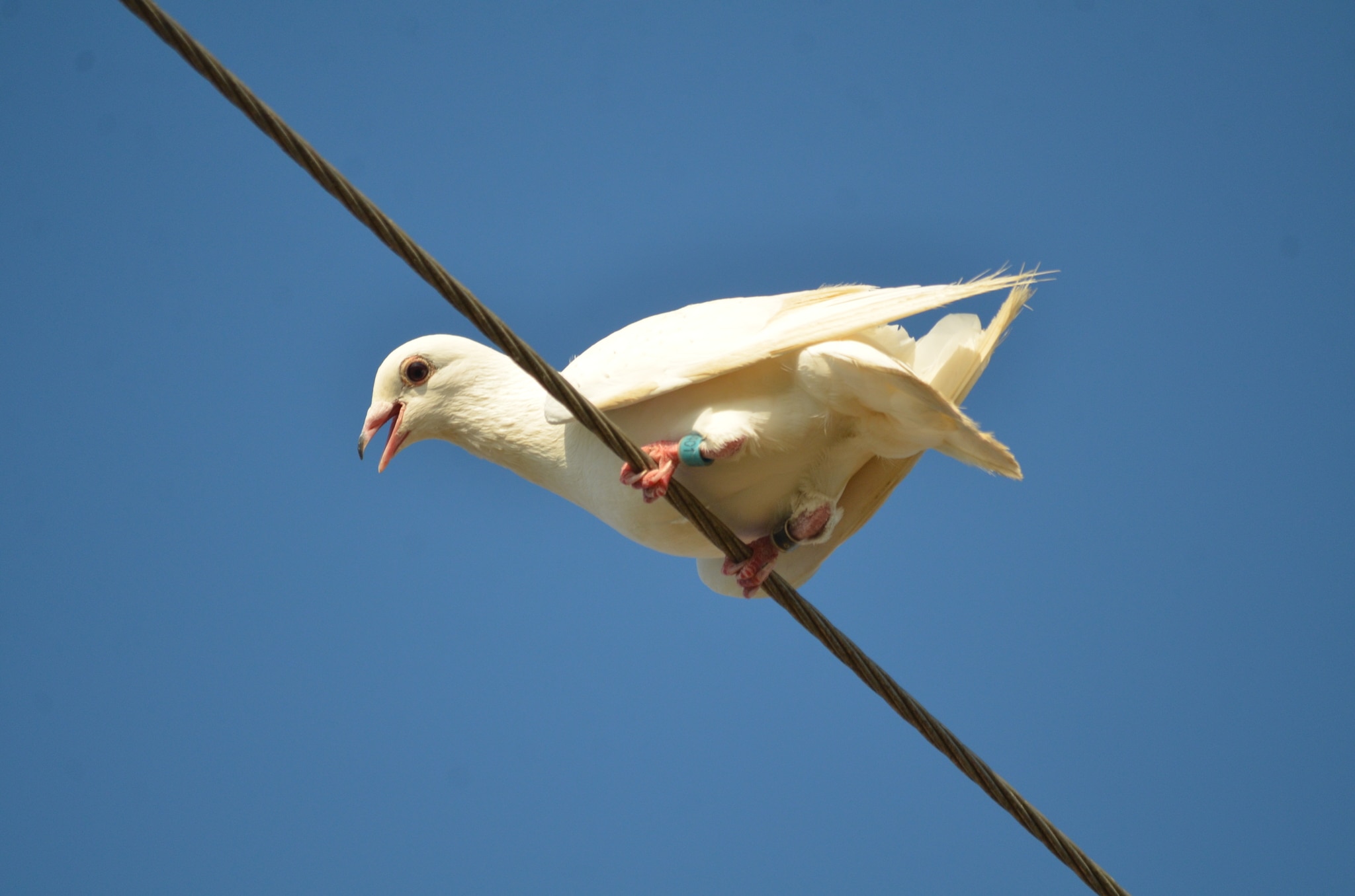 Сизый голубь (Columba livia var. domestica) / © garlice99