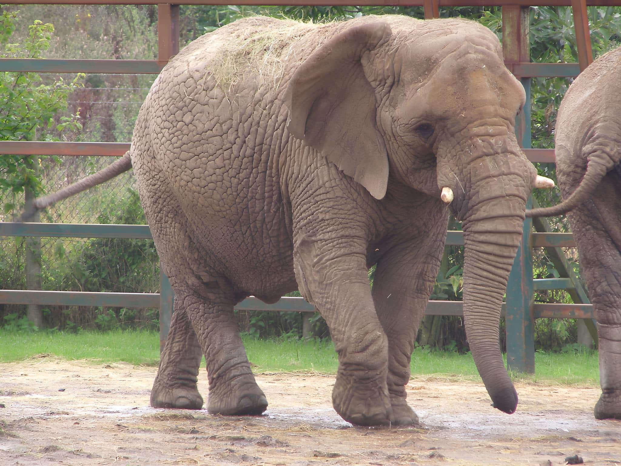 Африканский слон /© Wikimedia Commons