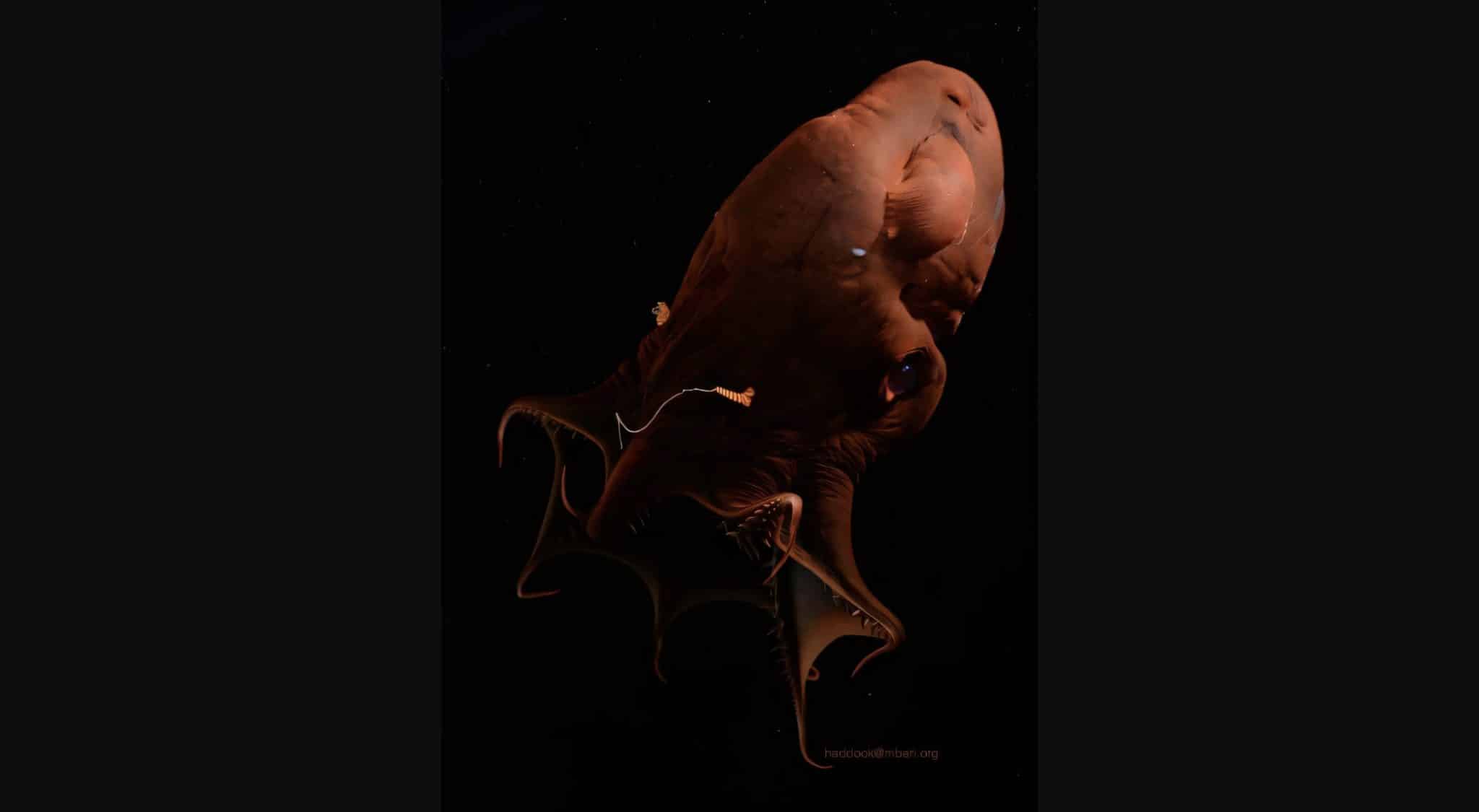 На фото адский вампир (Vampyroteuthis infernalis), обитающий в зоне кислородного минимума.  / © Steven Haddock/MBARI