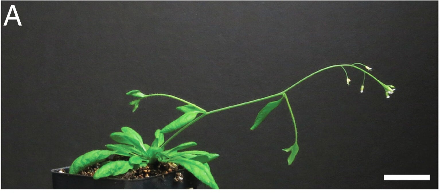 Растение Arabidopsis thaliana с отключенными генами LAZY / © Yoshihara Spalding