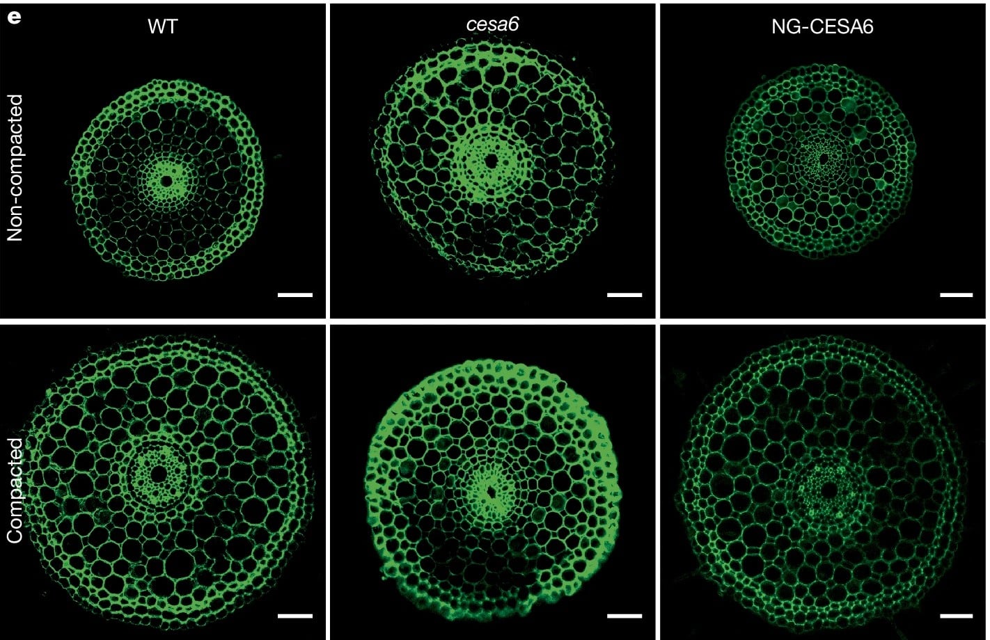 Корни риса в нормалной (вверху) и уплотненной (внизу) почве / © Zhang, J., Liu, Z., Farrar, E.J. et al.