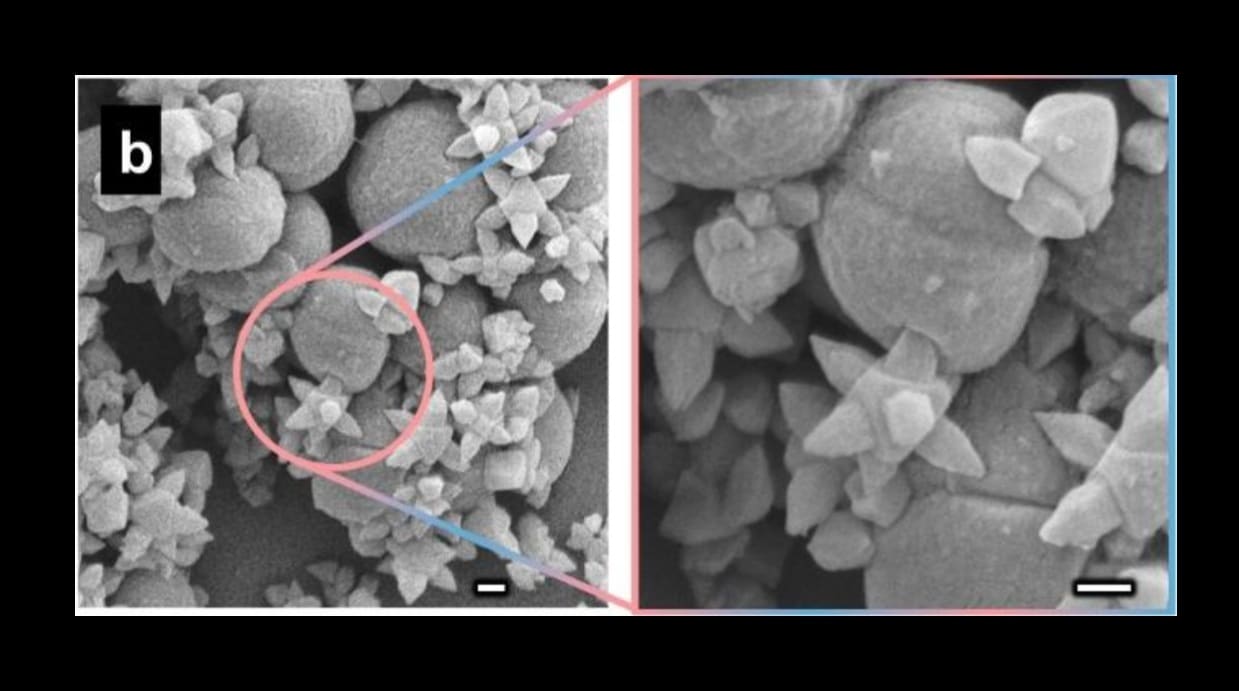 Клетки золотистого стафилококка, пораженные наношипами / © Zhejian Cao et al.