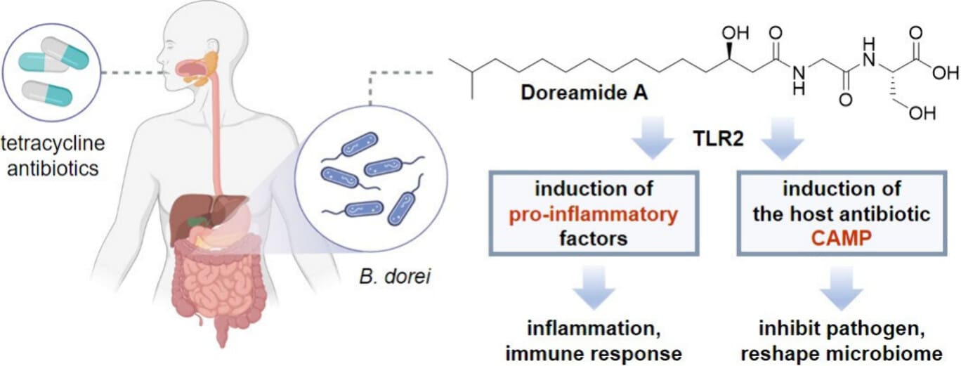 Схема воздействия микробиоты на иммунную систему под действием антибиотиков / © Esther J. Han et al.