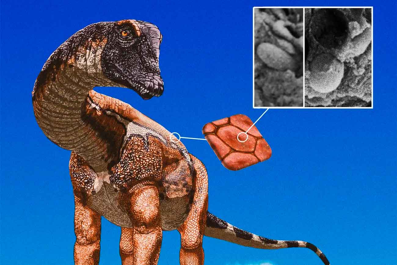 Завропод в представлении художника. Изображен с пигментированной структурой на коже, которую ученые обнаружили с помощью микроскопа / © Tess Gallagher