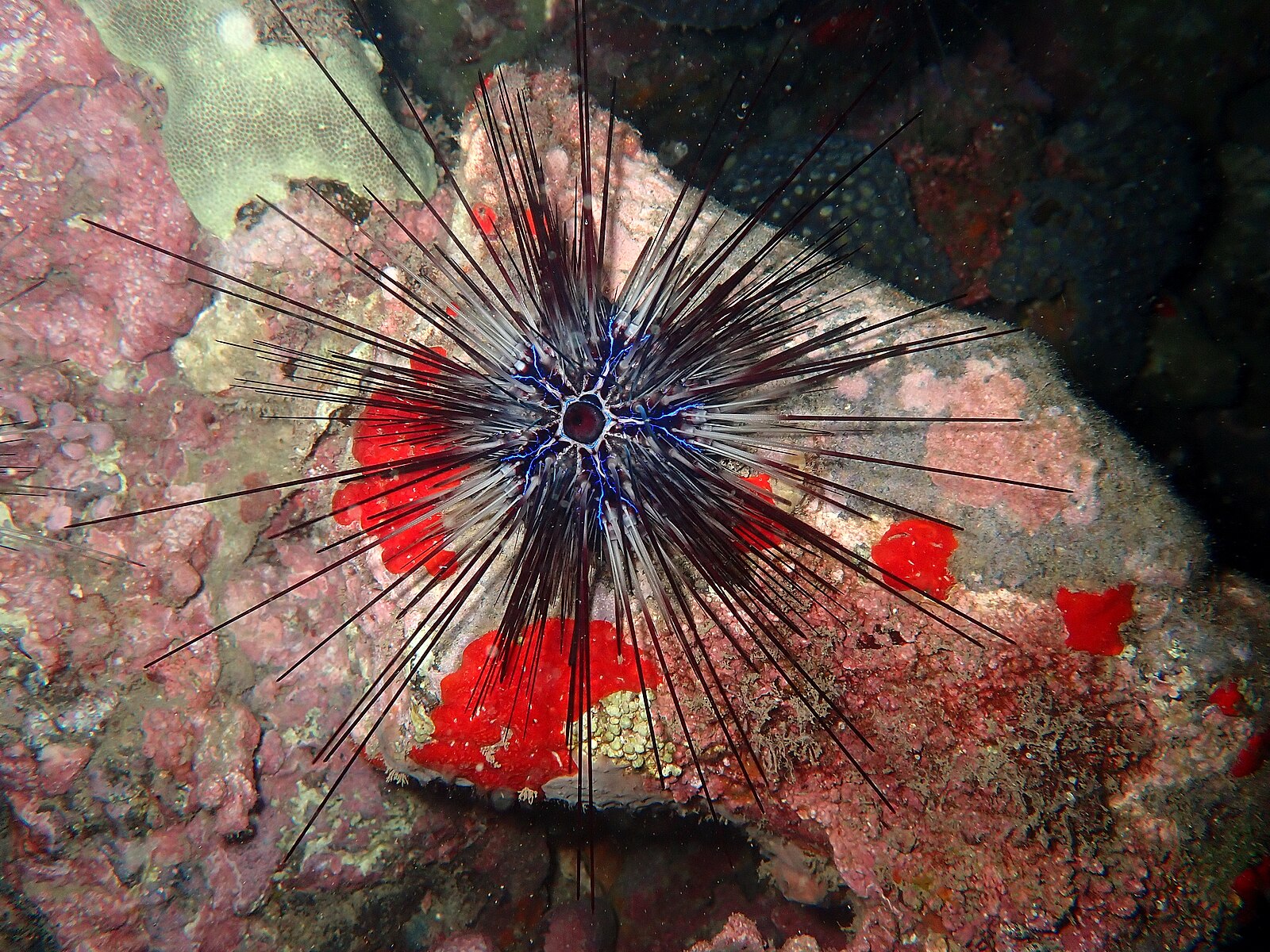 Морской еж Diadema africanum  / © Sylvain Le Bris