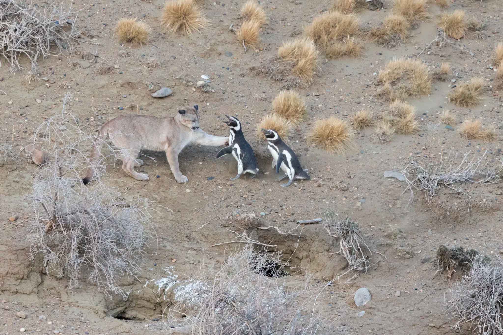В аргентинской Патагонии пумы стали охотиться на пингвинов, чего раньше ученые не замечали / © Gonzalo Ignazi