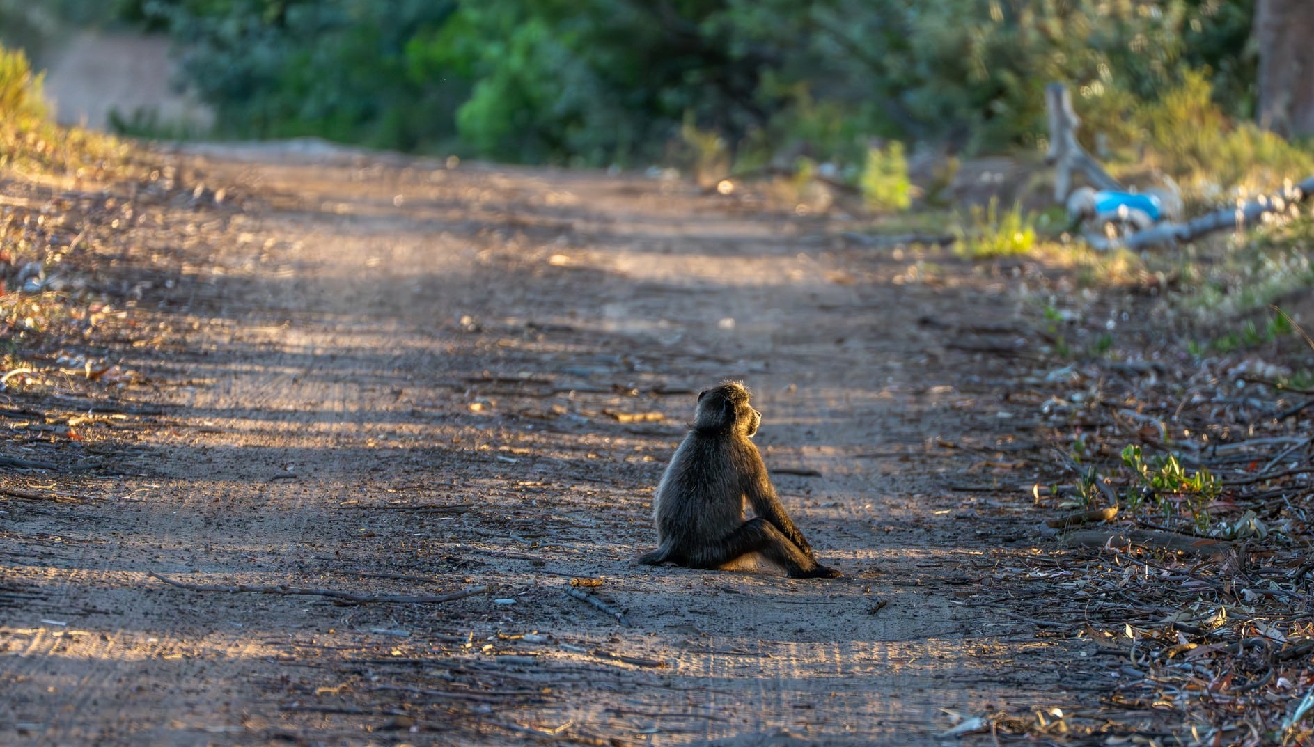 Павиан Papio ursinus в ЮАР / © toutterrain