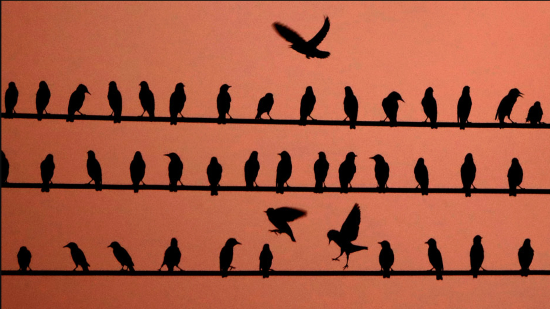 Птицы на проводах в Канзасе (США). Один ложный сигнал тревоги может привести к всеобщей панике. / ©  The Associated Press