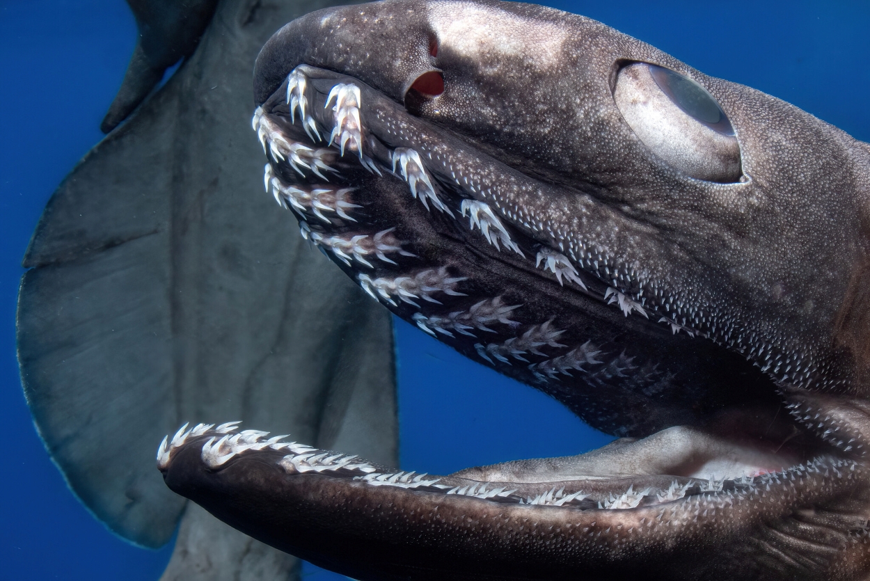 Плащеносная акула, известная с мелового периода / © marcm13