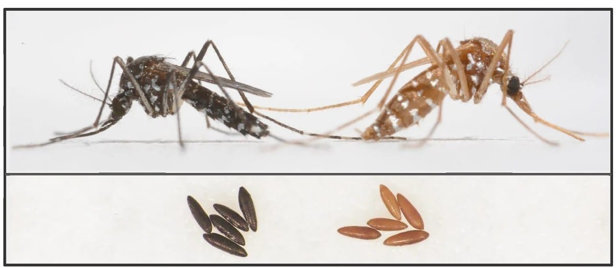 Самки комара Aedes albopictus. Дикий тип (слева) и желтый мутант (справа). Внизу — яйца, отложенные самками / © Doron S. Y. Zaada et al.