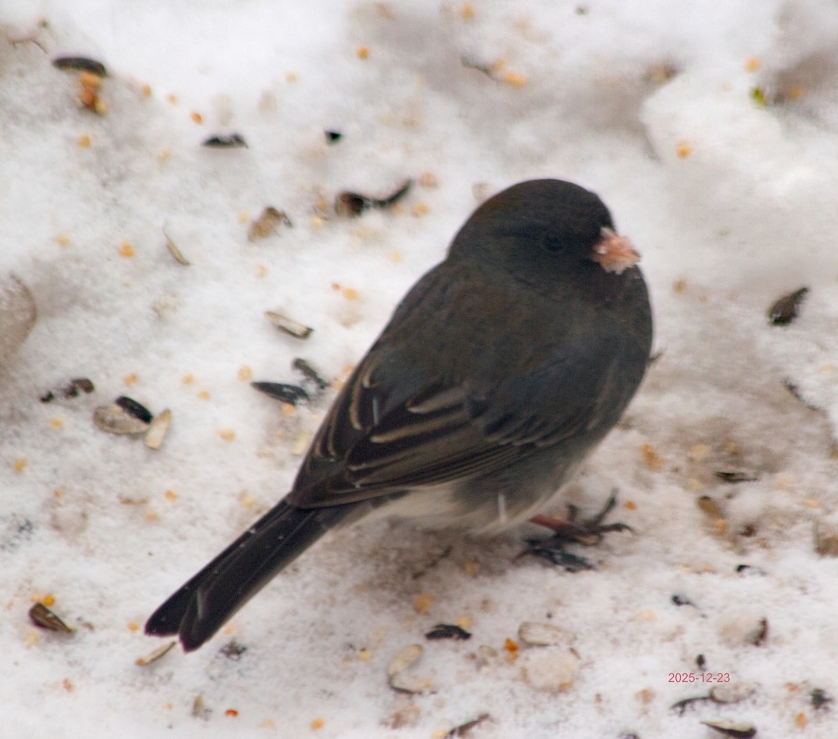 Серый юнко Junco hyemalis в декабре / © pierroxgoum