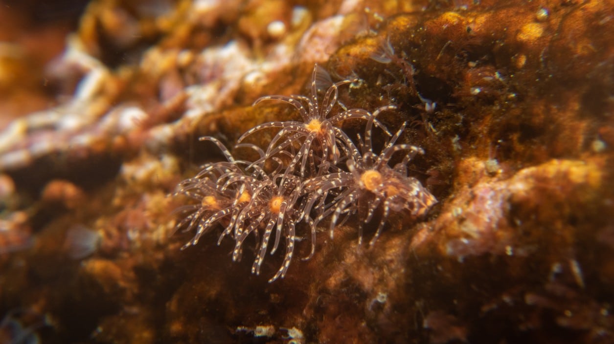 Морская анемона Nematostella vectensis / © kcram