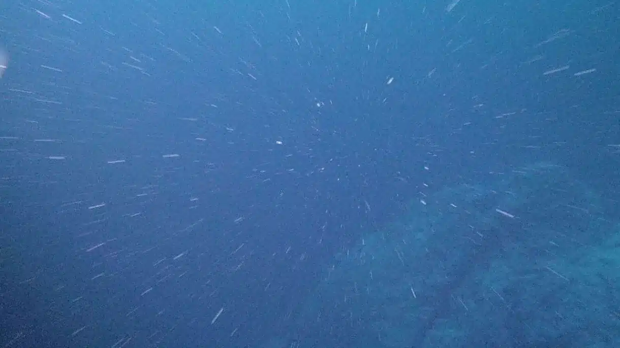 "Морской снег" / © NOAA