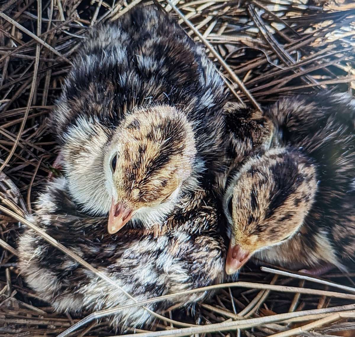 Птенцы индейки Meleagris gallopavo silvestris / © aignerad