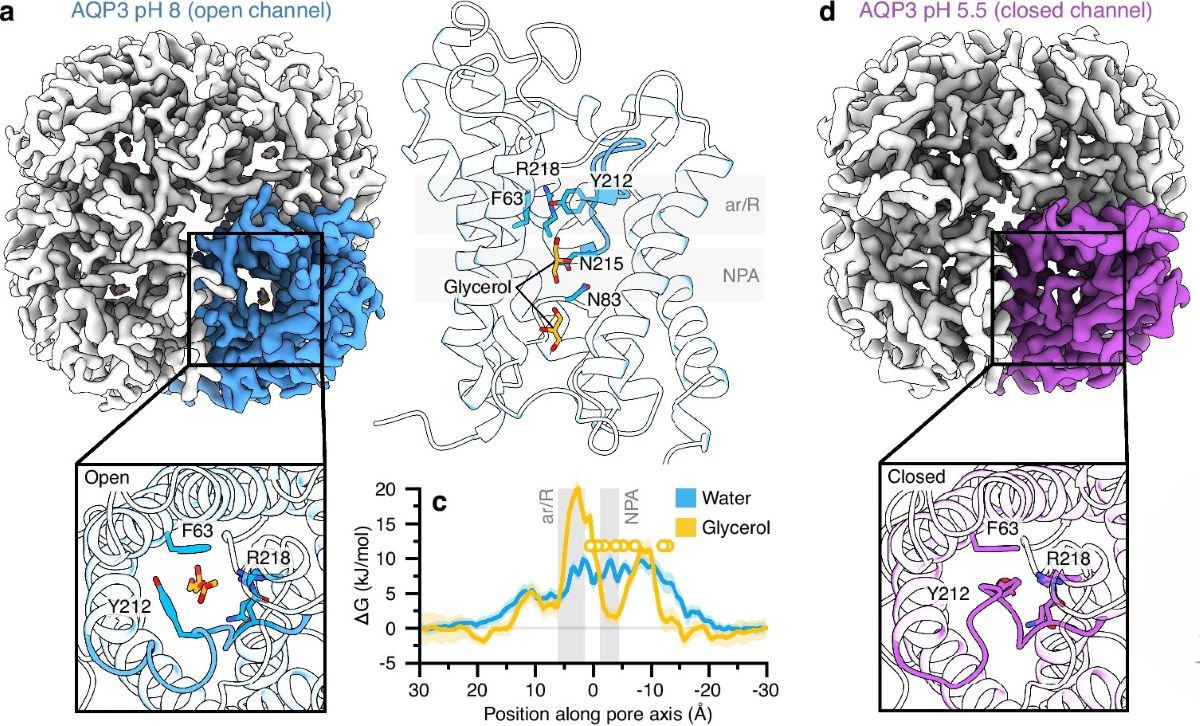Канал AQP3 в открытом (слева) и закрытом (справа) состоянии / © Peng Huang et al.