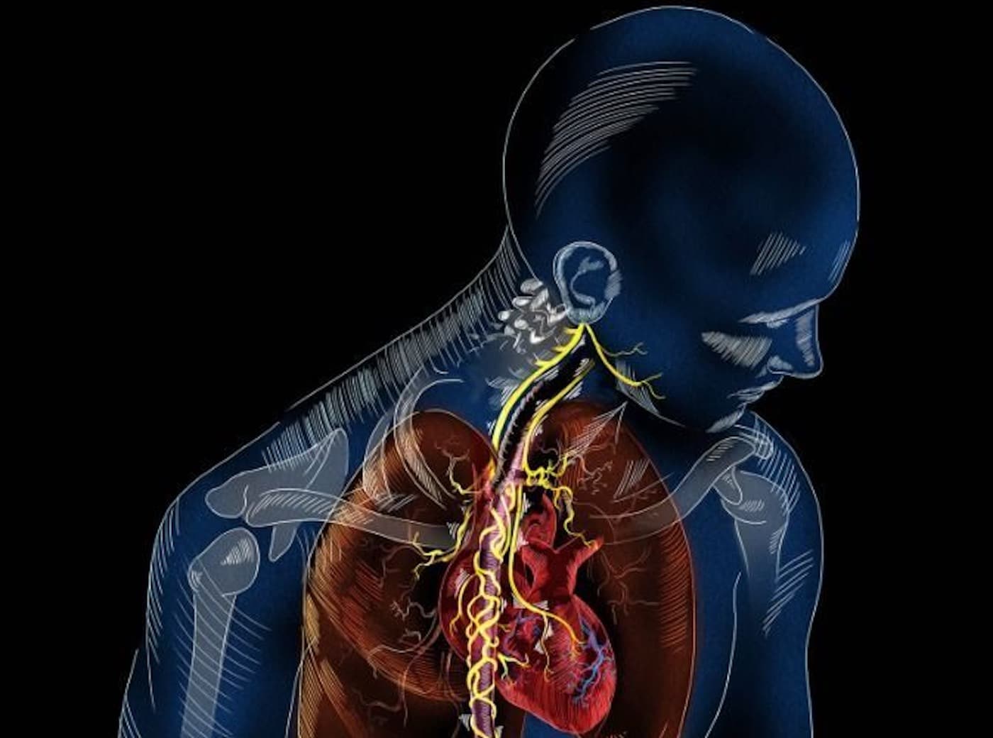 Иллюстрация сердца и блуждающего нерва / © sayostudio.com (Science Communication)