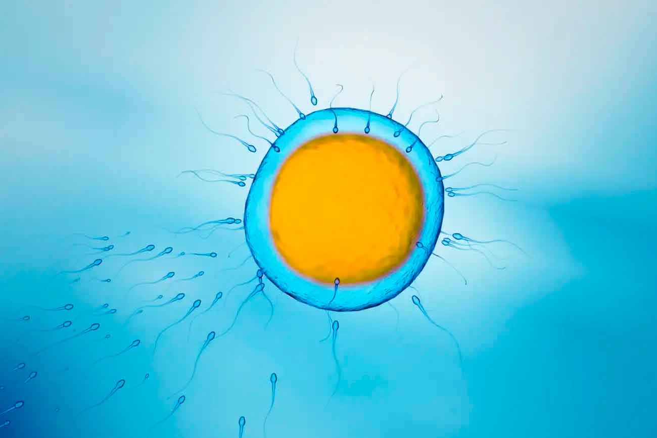 Простая рекомендация может существенно повлиять на успех ЭКО / © Science Photo LIibrary, ChrIstoph Burgstedt