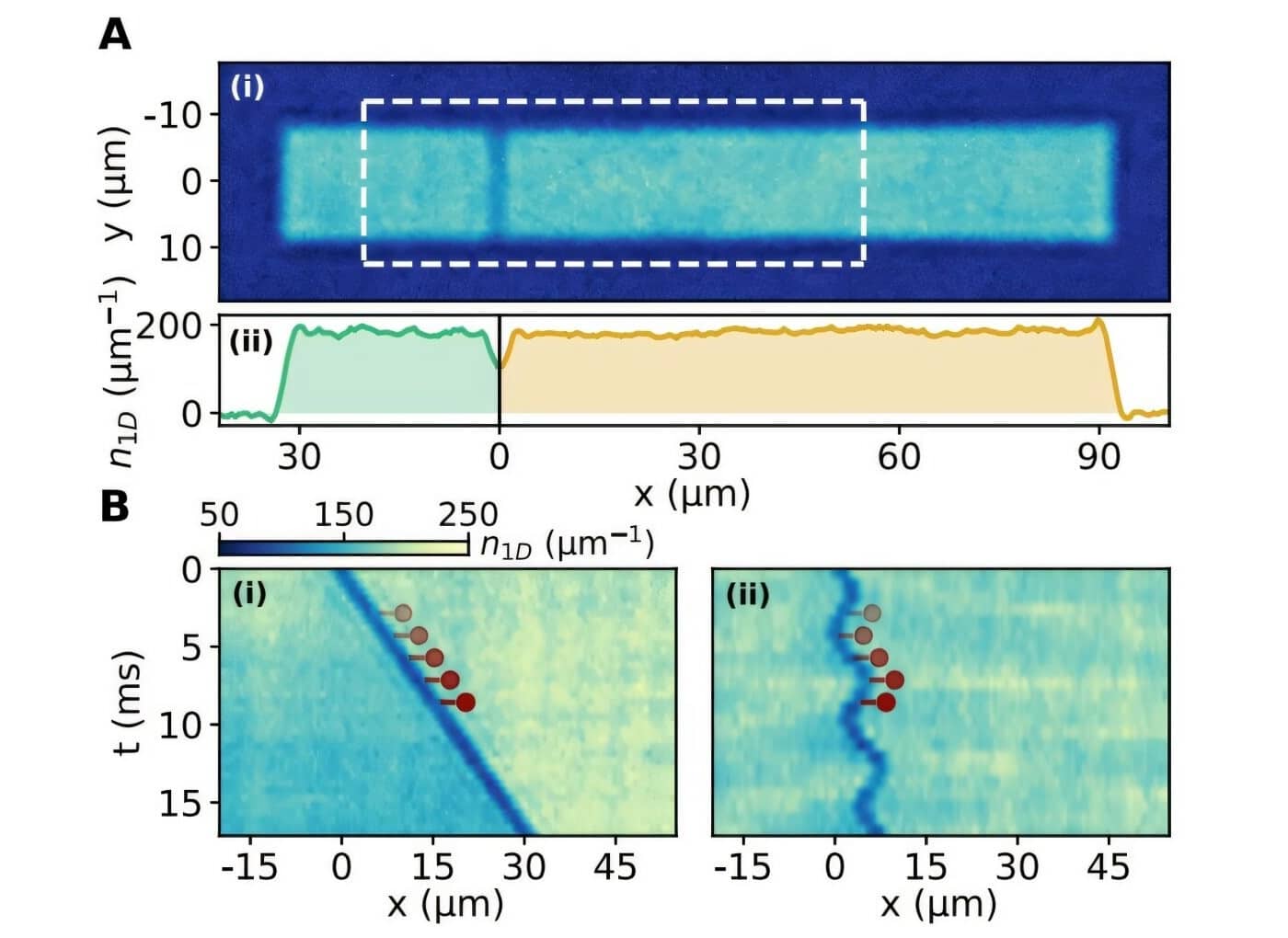 А) Облако ультрахолодных атомов в ловушке. Яркие области — два резервуара сверхтекучего газа, разделенные темной узкой щелью. Щель — барьер из лазерного излучения. Распределение плотности атомов вдоль оси контакта (x). B) Эволюция профиля плотности атомов при i — постоянном перекосе (аналог напряжения) ii — с добавлением переменной составляющей в перекос. В случае постоянного перекоса (i) наблюдается линейный наклон полос плотности, что соответствует неупорядоченному, плавному перетоку атомов через контакт. При добавлении переменной компоненты (ii) возникают четкие вертикальные «ступени» — признак квантовой синхронизации (шагов Шапиро) / © Giulia Del Pace et. al.