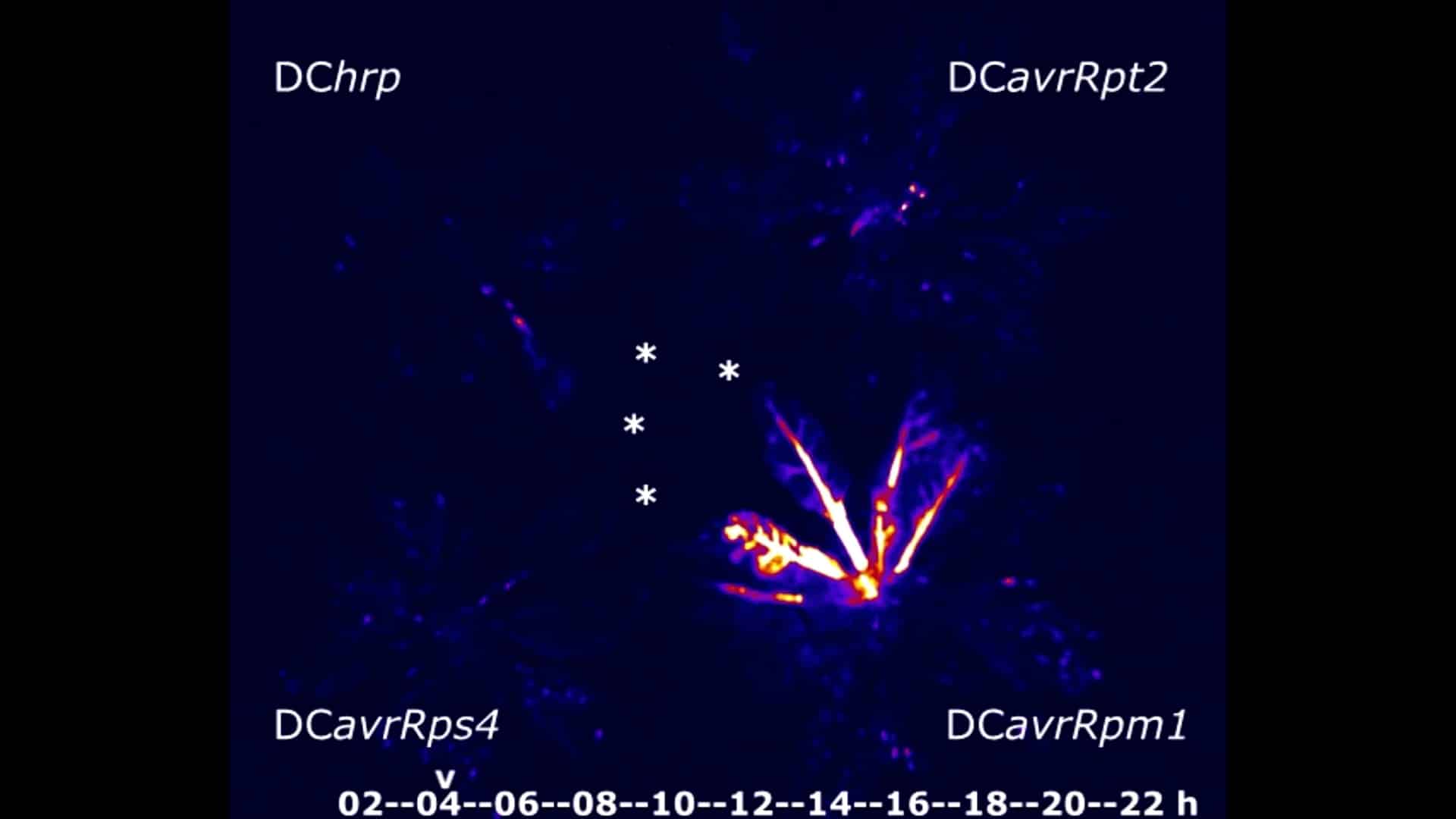 Иммунная реакция в листьях резуховидки, зараженной четырьмя разными штаммами бактерий / © Gaikwad, T., Breen, S., Breeze, E., Stroud, E. et al