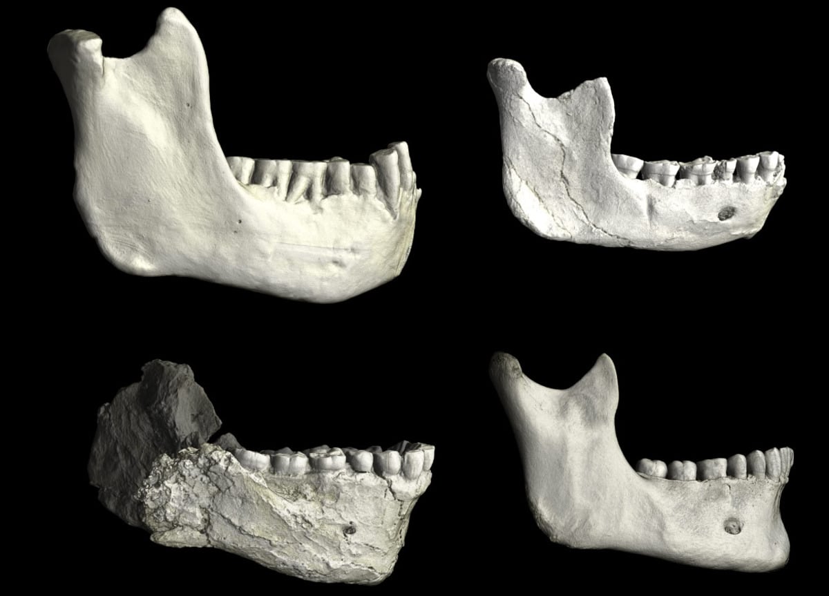 Нижние челюсти из Северной Африки разных эпох. Вверху справа — от останков ThI-GH-10717 из Касабланки, изученная в новой работе. В нижнем левом углу — нижняя челюсть раннего Homo sapiens из Джебель-Ирхуд, жившего 300-315 тысяч лет назад. В нижнем правом углу нижняя челюсть современного человека для сравнения. Можно заметить, что все три очень схожи (за исключением подбородочного выступа, выраженного только у совсем современного человека) и довольно сильно отличаются от нижних челюстей других древних видов людей / © Philipp Gunz, MPI EVA Leipzig