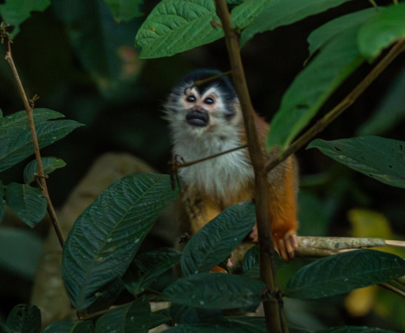 Saimiri oerstedii, представитель беличьих обезьян / © wouterdelange
