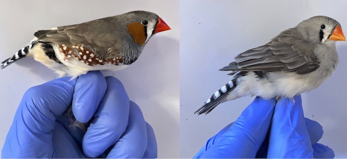 Самец (слева) и самка (справа) зебровых амадин. Оранжевые перья самца окрашены пигментом феомеланином, который также присутствует в коже человека и рыжих волосах.  / © Ismael Galván/PNAS Nexus (2026)