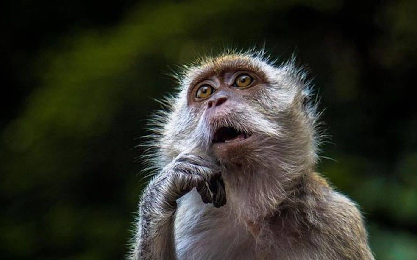 Макака в раздумьи / © National Geographic Your Shot