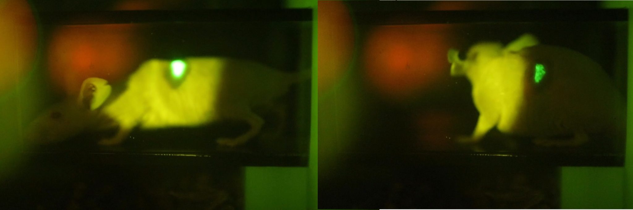 Мышь с участком кожи, работающим как биосенсор / © Jun Sawayama et al.