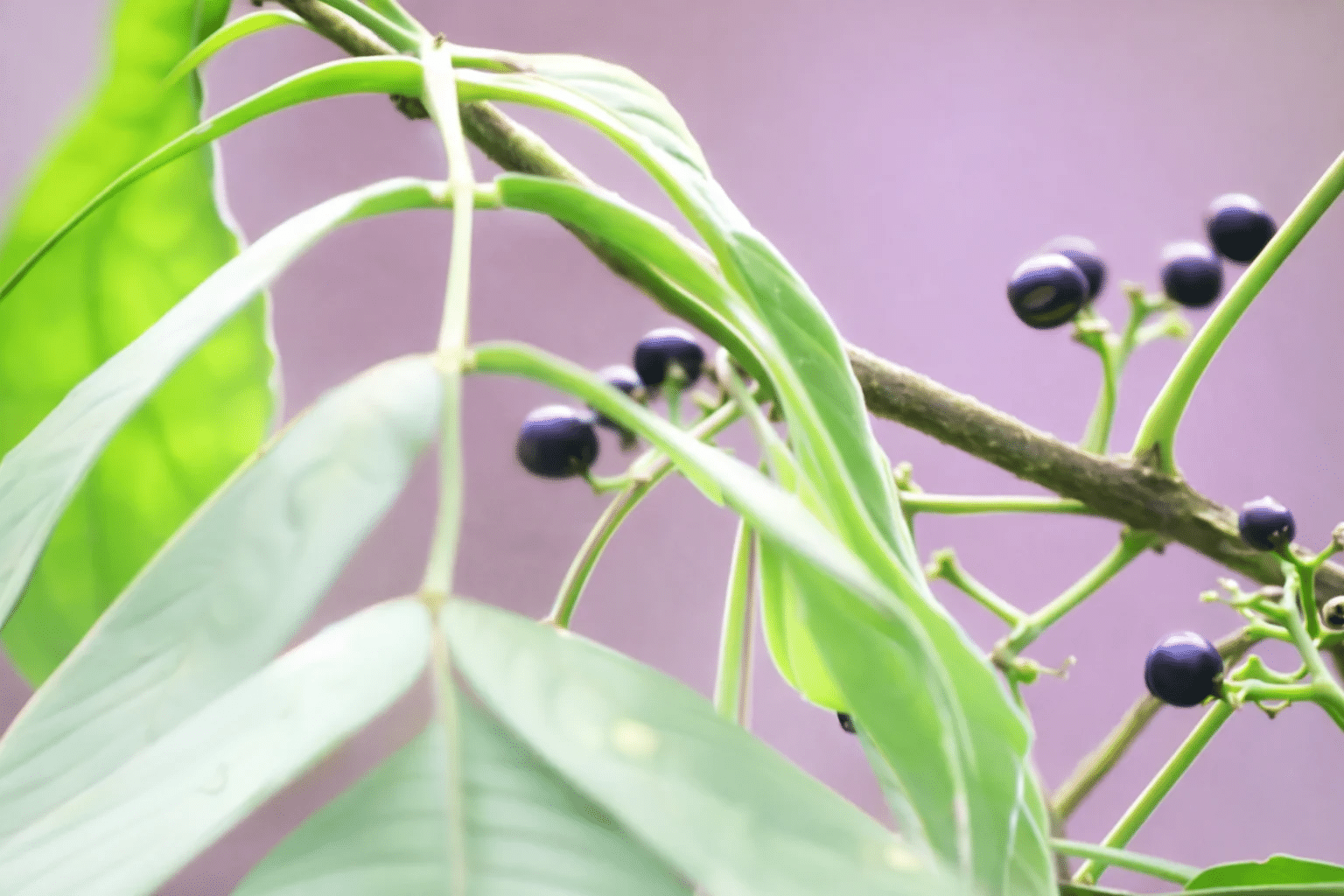 Бульбилы Dioscorea melanophyma, имитирующие ягоды / © PNAS