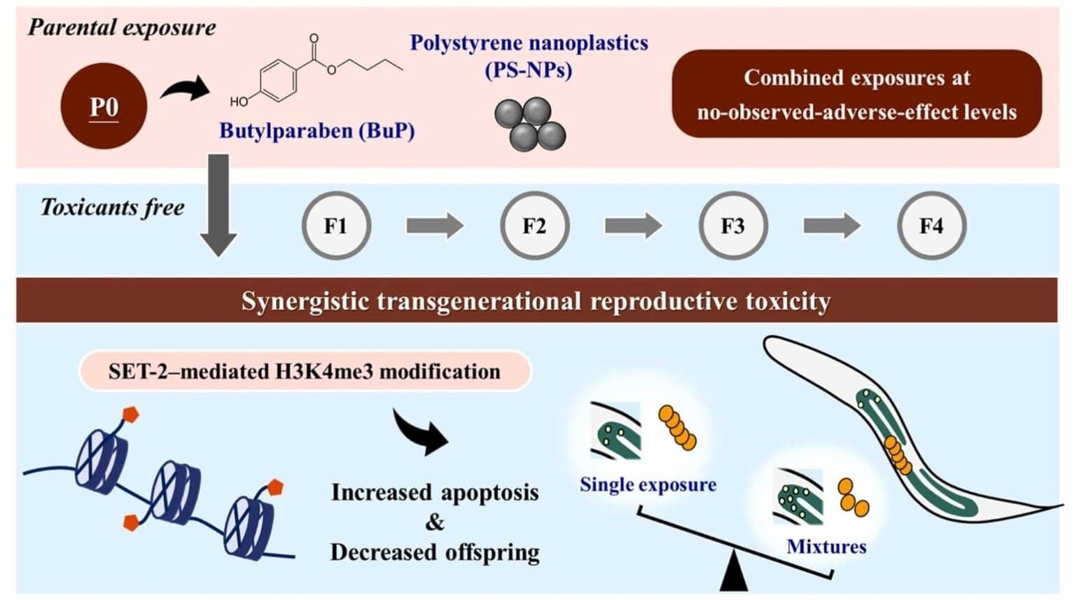 Нанопластик и бутилпарабен в низкой концентрации навредили репродуктивной системе вместе, хотя не навредили по отдельности / © Chan-Wei Yu et al., Journal of Hazardous Materials