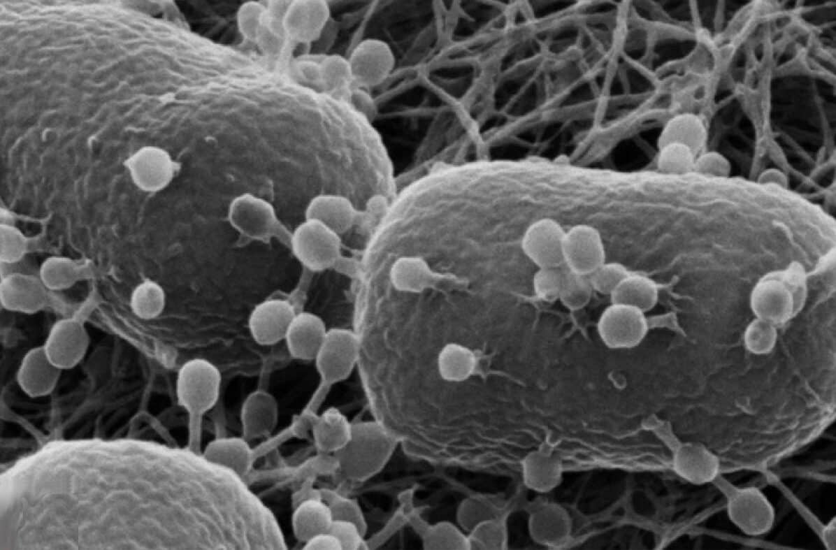 Бактериофаги на поверхности кишечной палочки / © Miika Leppänen