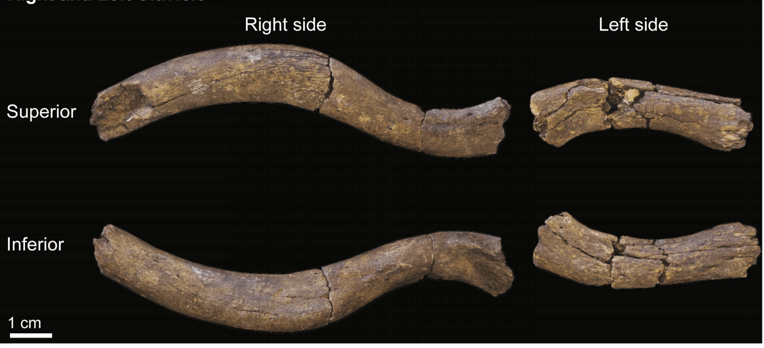 Ключицы человека умелого, обнаруженные в Кении / © The Anatomical Record