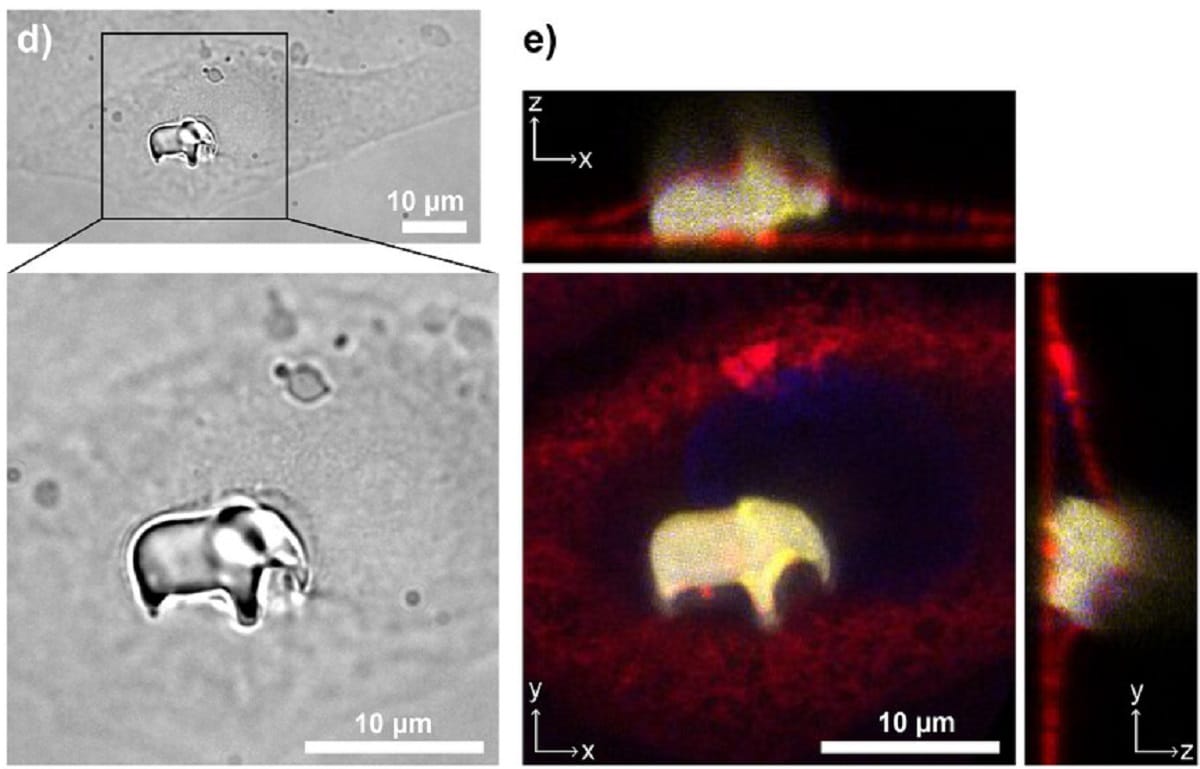 Ученые напечатали трехмерную фигурку слона внутри живой клетки / © Maruša Mur et al., Advanced Materials
