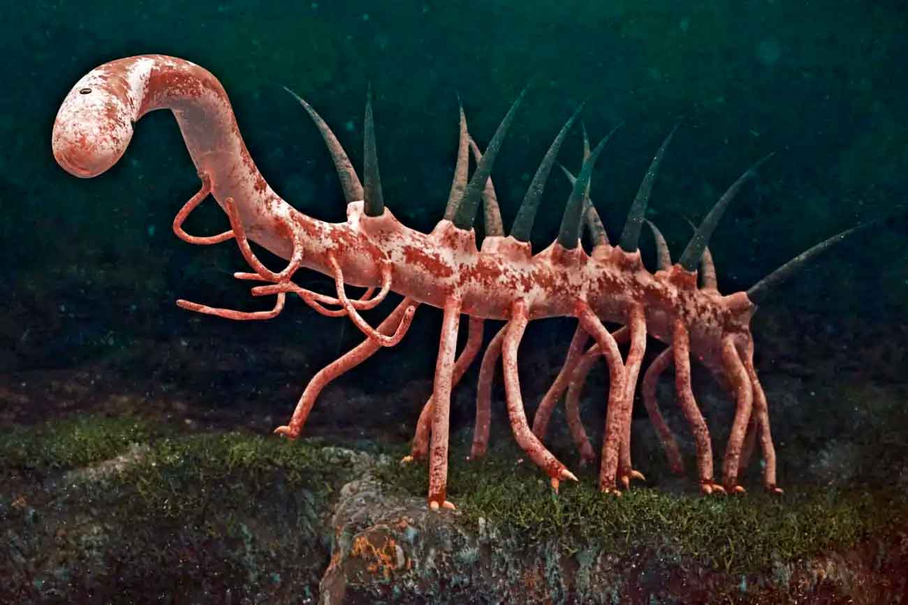 Галлюцигении внешне были похожи на червяка с двумя рядами ходульных ножек и спинными шипами / © Alamy, dotted zebra