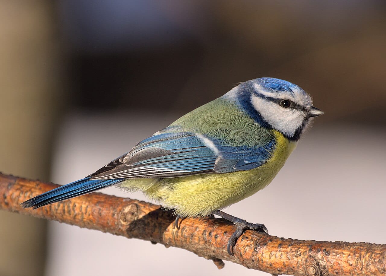 Cyanistes caeruleus  / © Wikimedia