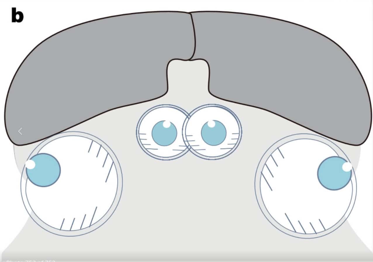 Схематичное устройство четырехглазого зрения наших самых первых позвоночных предков / © Xiangtong Lei et al.