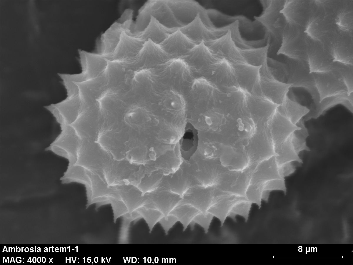 Пыльцевое зерно амброзии полыннолистной, типичного аллергена / © Marie Majaura