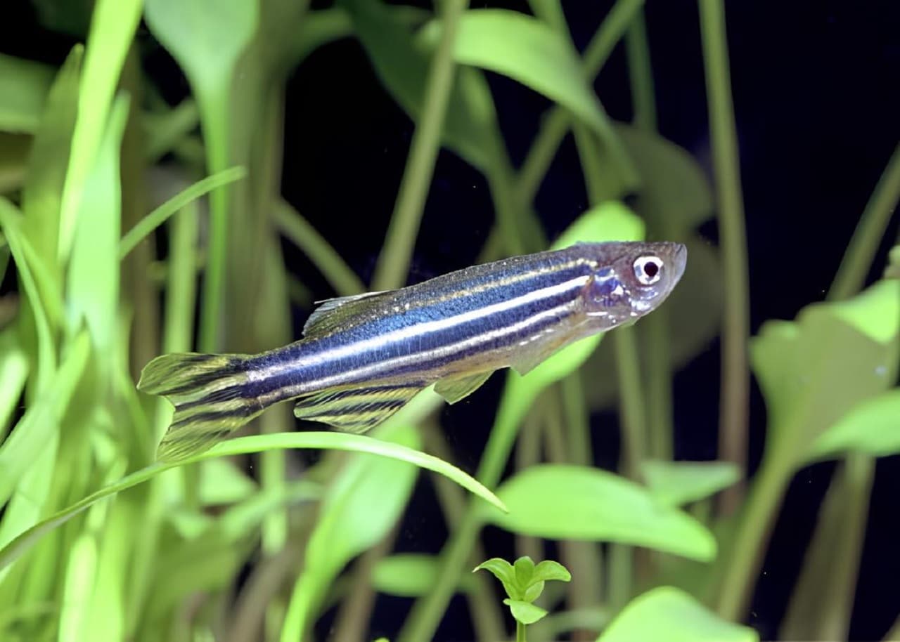 Эксперимент с участием рыбок данио-рерио позволил определять, насколько опасны мутации человеческого эмбриона / © Автор неизвестен, Aqvium