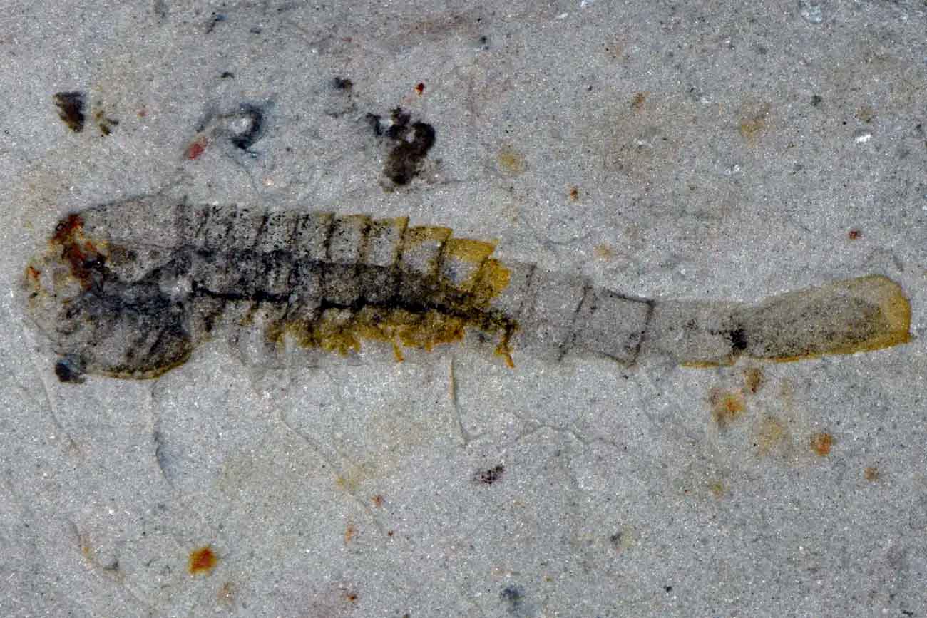 Fuxianhuiida — примитивный представитель древних членистоногих из Хуаюаньской биоты / © Han Zeng