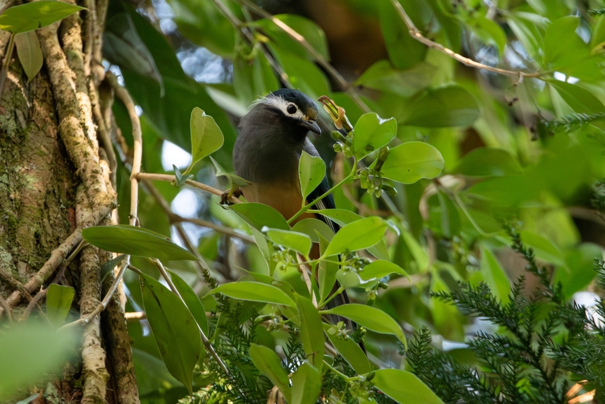 Белоухая сибия Heterophasia auricularis, пример неспециализированной для опыления птицы, которая опыляет цветки Aeschynanthus acuminatus / © Jing-Yi Lu