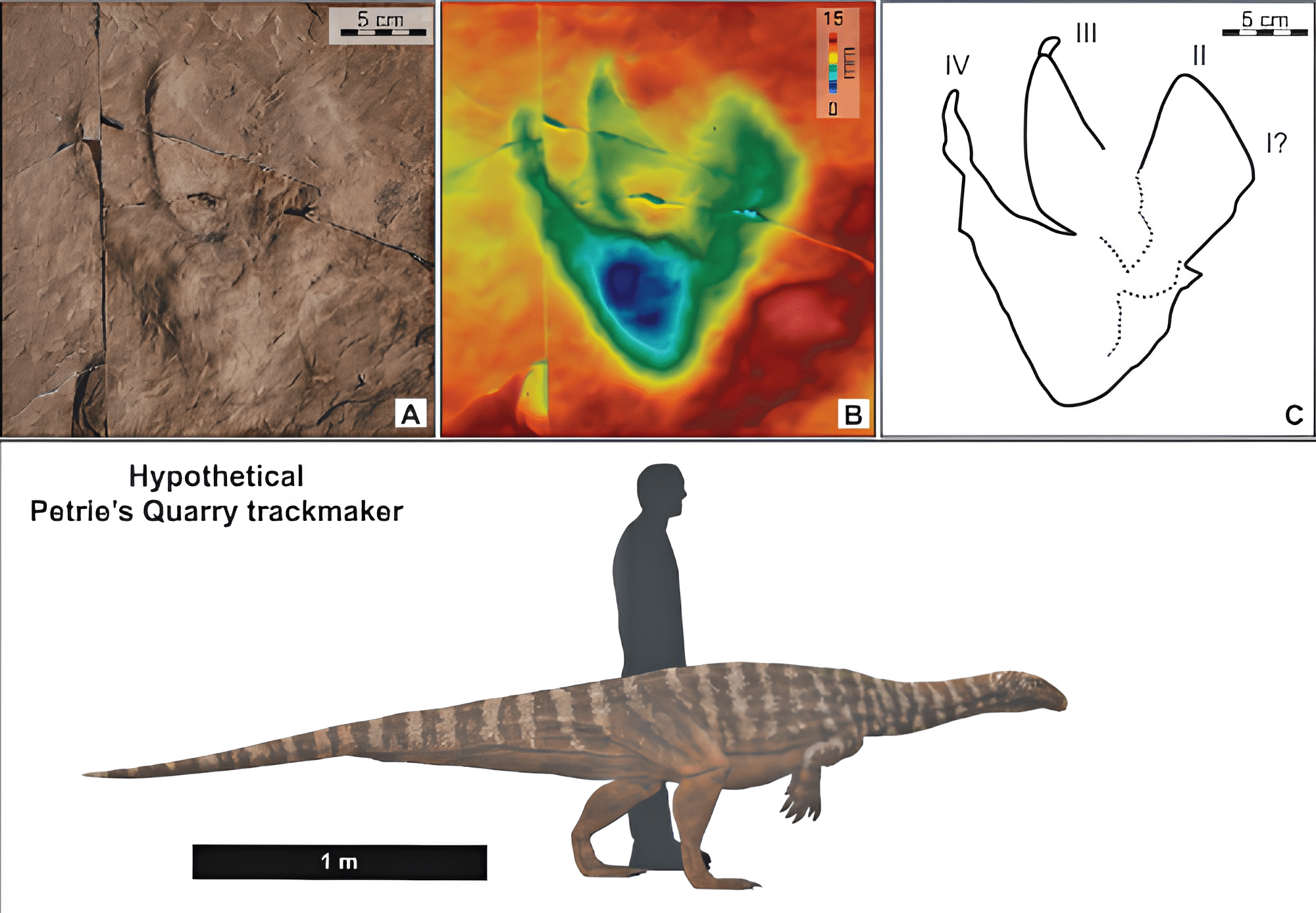 След лапы динозавра из карьера Петри, Австралия и реконструкция его размеров, рядом с человеком ростом 1,75 метра  / © Alcheringa: An Australasian Journal of Palaeontology