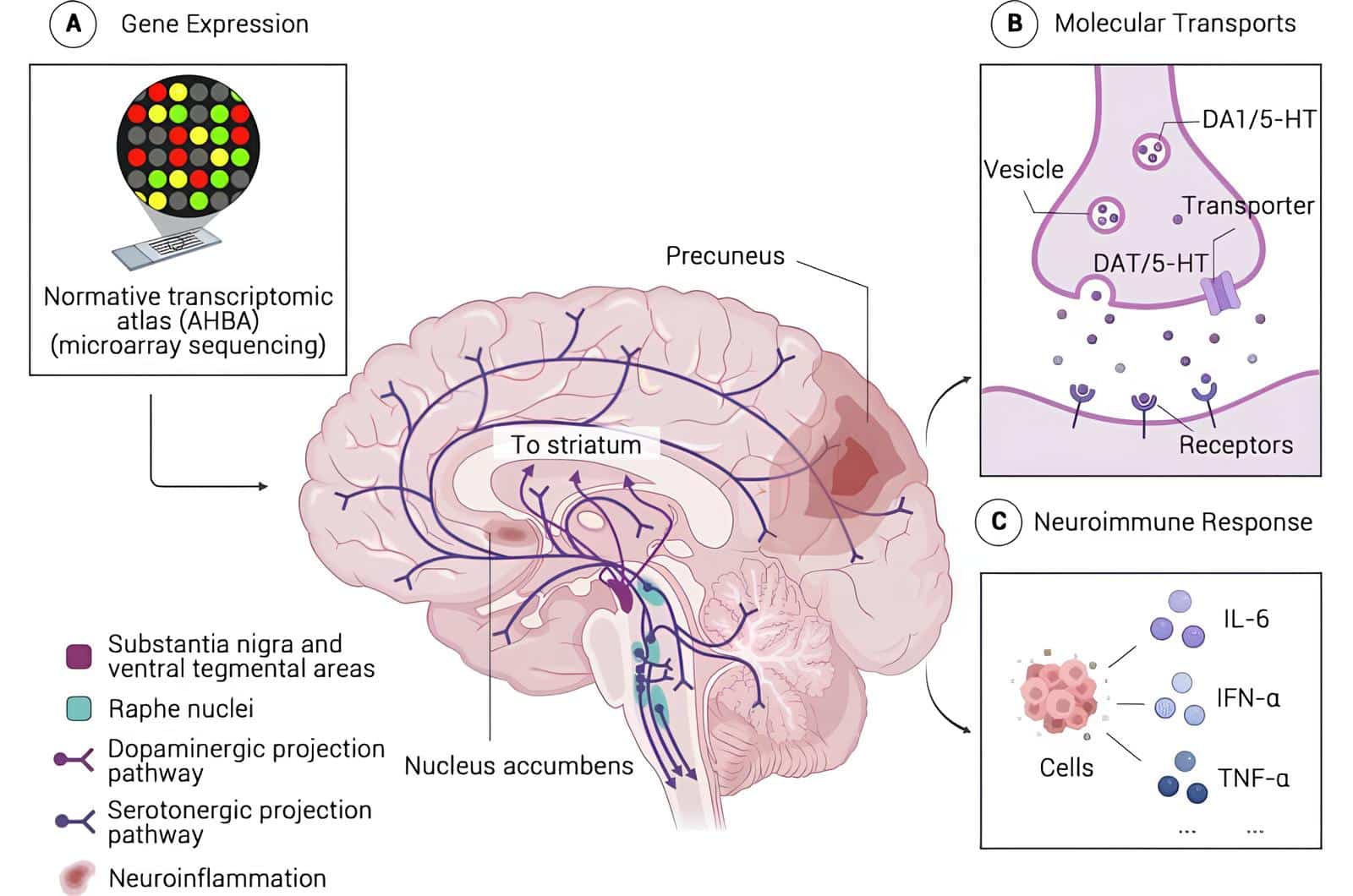 У подростков, которые во взрослом возрасте стали склонны к прокрастинации, иначе работал центр мотивации и удовольствия / © Yuanyuan Hu et al., Molecular Psychiatry