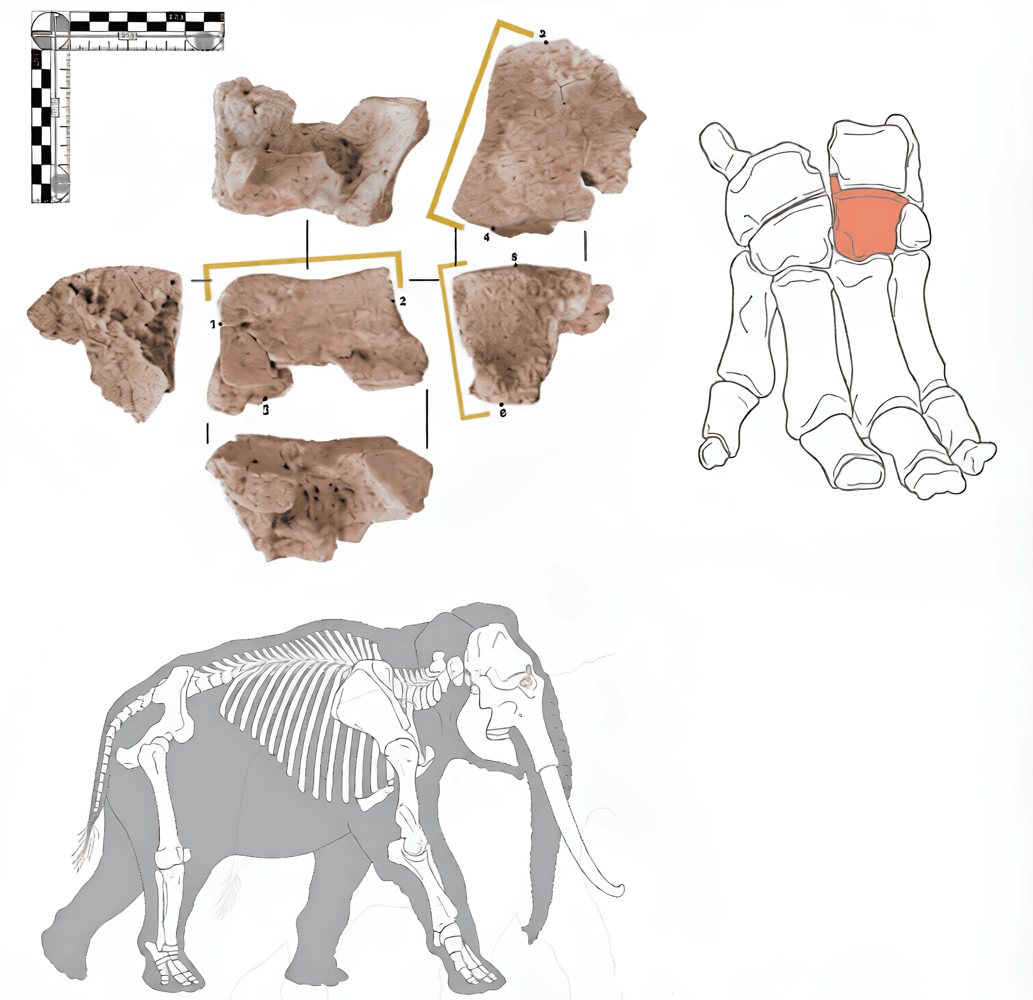 Обнаруженная Кордове кость слона, ее анатомическое положение и положение в общей структуре скелета  / ©  Journal of Archaeological Science: Reports